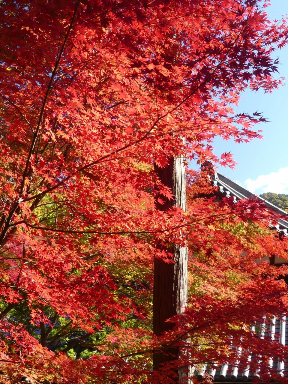 崇禅寺 の紅葉 19 2 見頃が始まりました 群馬県 桐生市 桐生 群馬県 の旅行記 ブログ By Minamicazeさん フォートラベル 崇禅寺 の紅葉 19 2 見頃が始まりました 群馬県 桐生市 桐生 群馬県 の旅行記 ブログ By Minamicazeさん フォートラベル