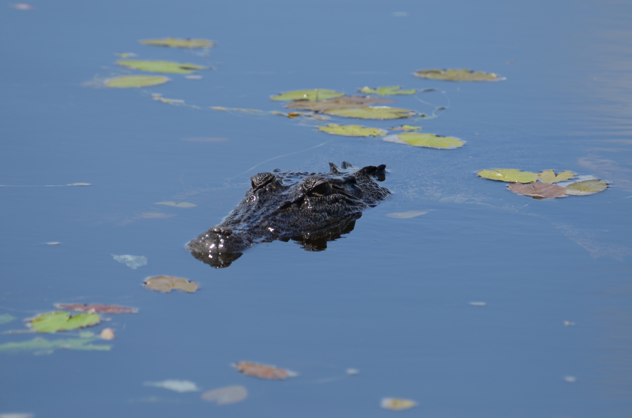 野生ワニとカカドゥ国立公園へ ダーウィン オーストラリア の旅行記 ブログ By エクスプローラーojiさん フォートラベル