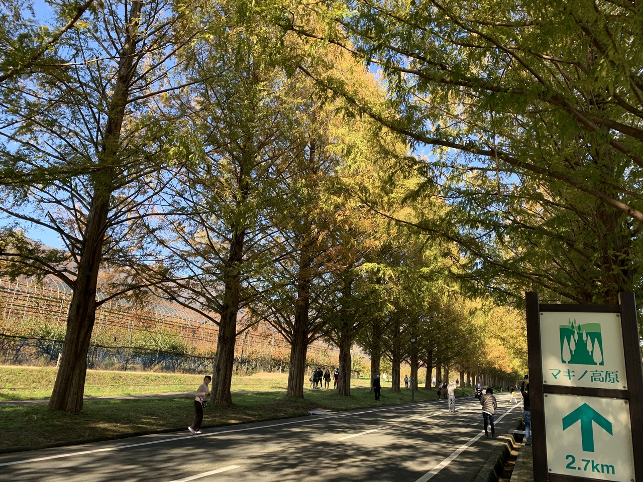 50キロ未満の絶景スポット巡り メタセコイヤ レインボーライン マキノ 滋賀県 の旅行記 ブログ By ハムココさん フォートラベル