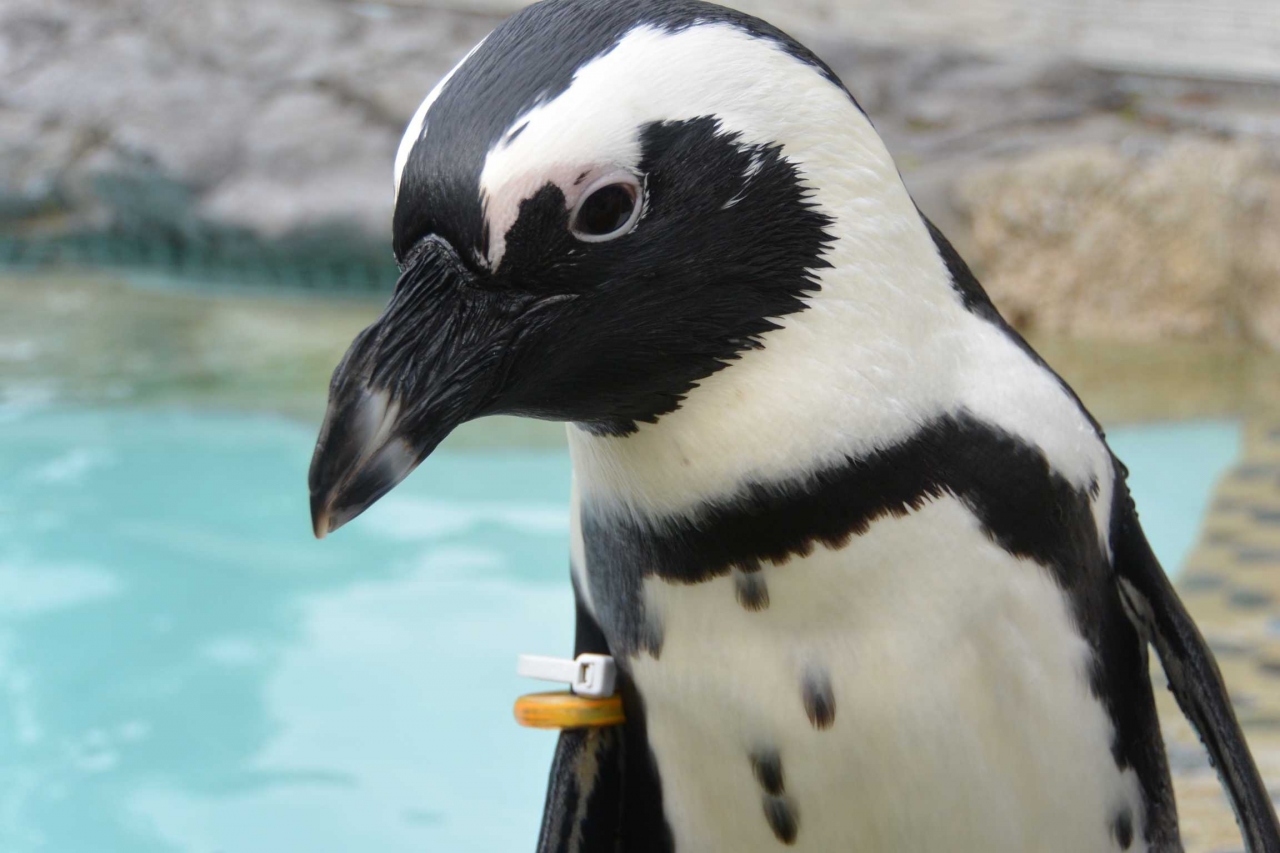 福岡神社巡り 水族館見学 宿泊はanaクラウンプラザホテル福岡泊の2泊3日旅行3 博多 福岡県 の旅行記 ブログ By Nettie19さん フォートラベル