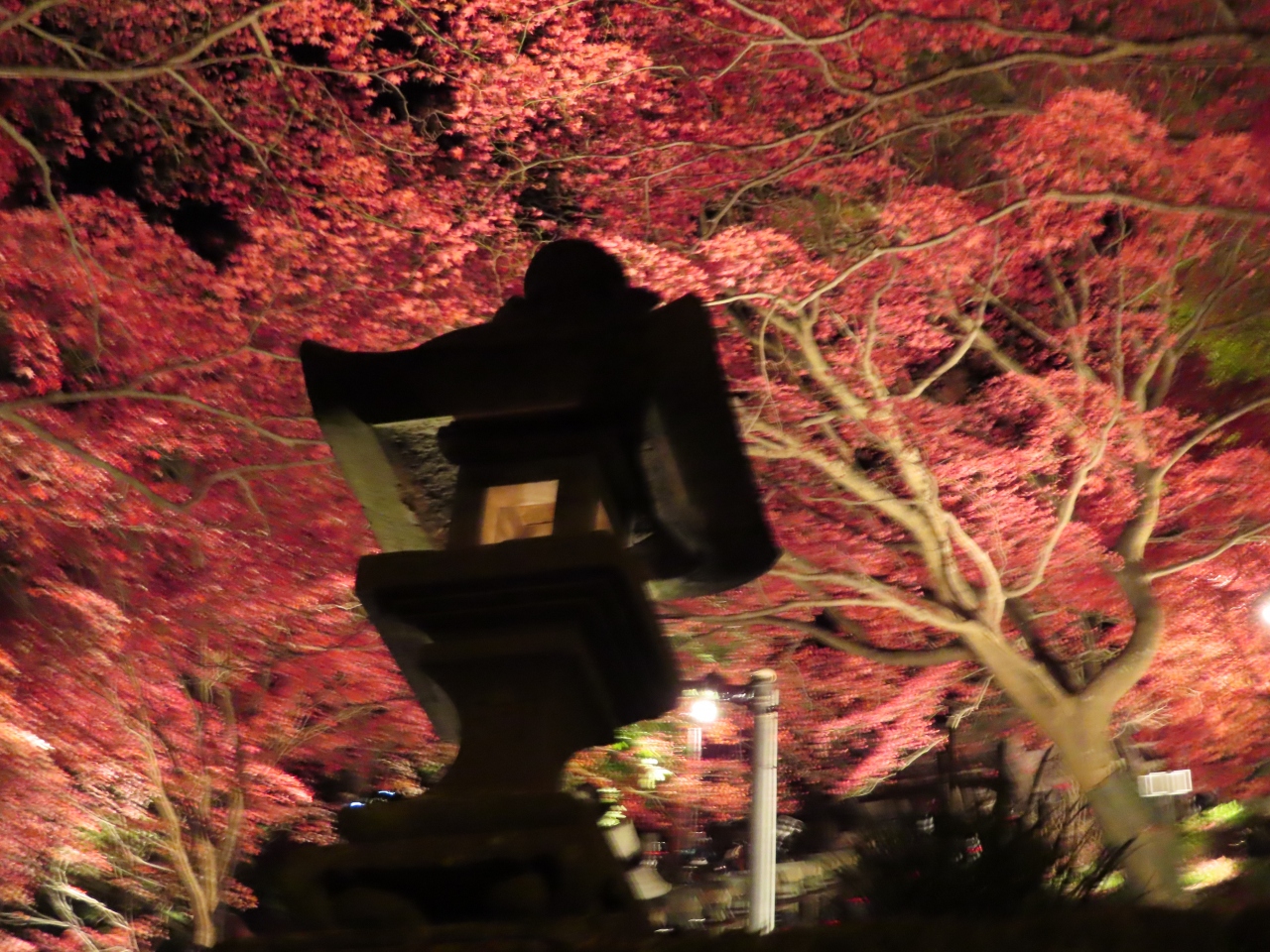 大山の紅葉ライトアップが延長されました 丹沢 大山 神奈川県 の旅行記 ブログ By Kuuchanさん フォートラベル