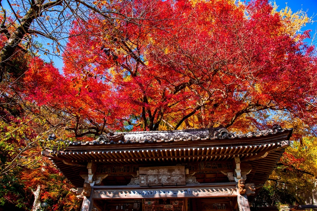富貴寺の紅葉 19 宇佐 豊後高田 大分県 の旅行記 ブログ By 気まぐれなデジカメ館さん フォートラベル 富貴寺の紅葉 19 宇佐 豊後高田 大分県 の旅行記 ブログ By 気まぐれなデジカメ館さん フォートラベル