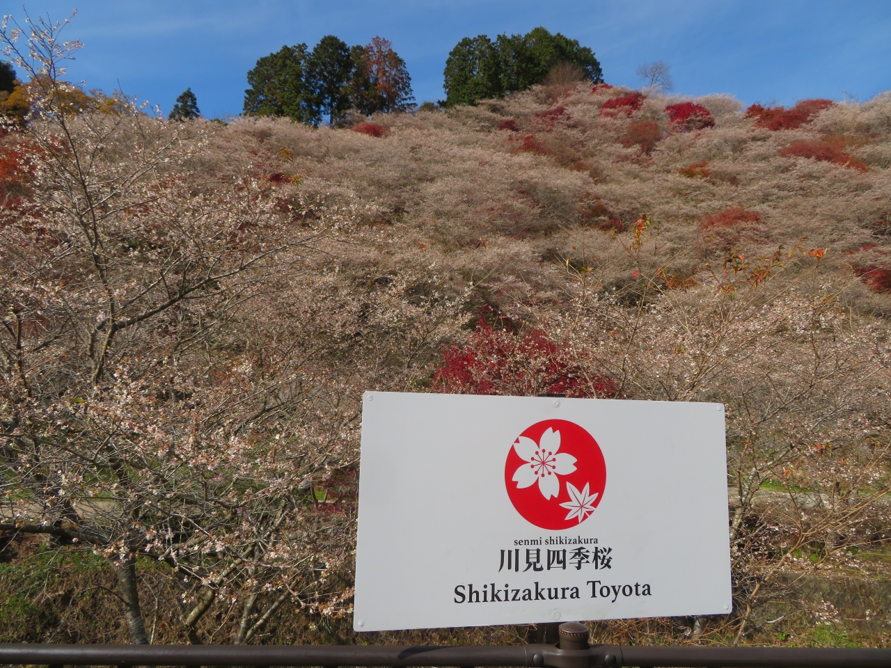 桜と紅葉の共演 豊田市小原四季桜に魅了 豊田 愛知県 の旅行記 ブログ By Tetsuya Sugitaniさん フォートラベル