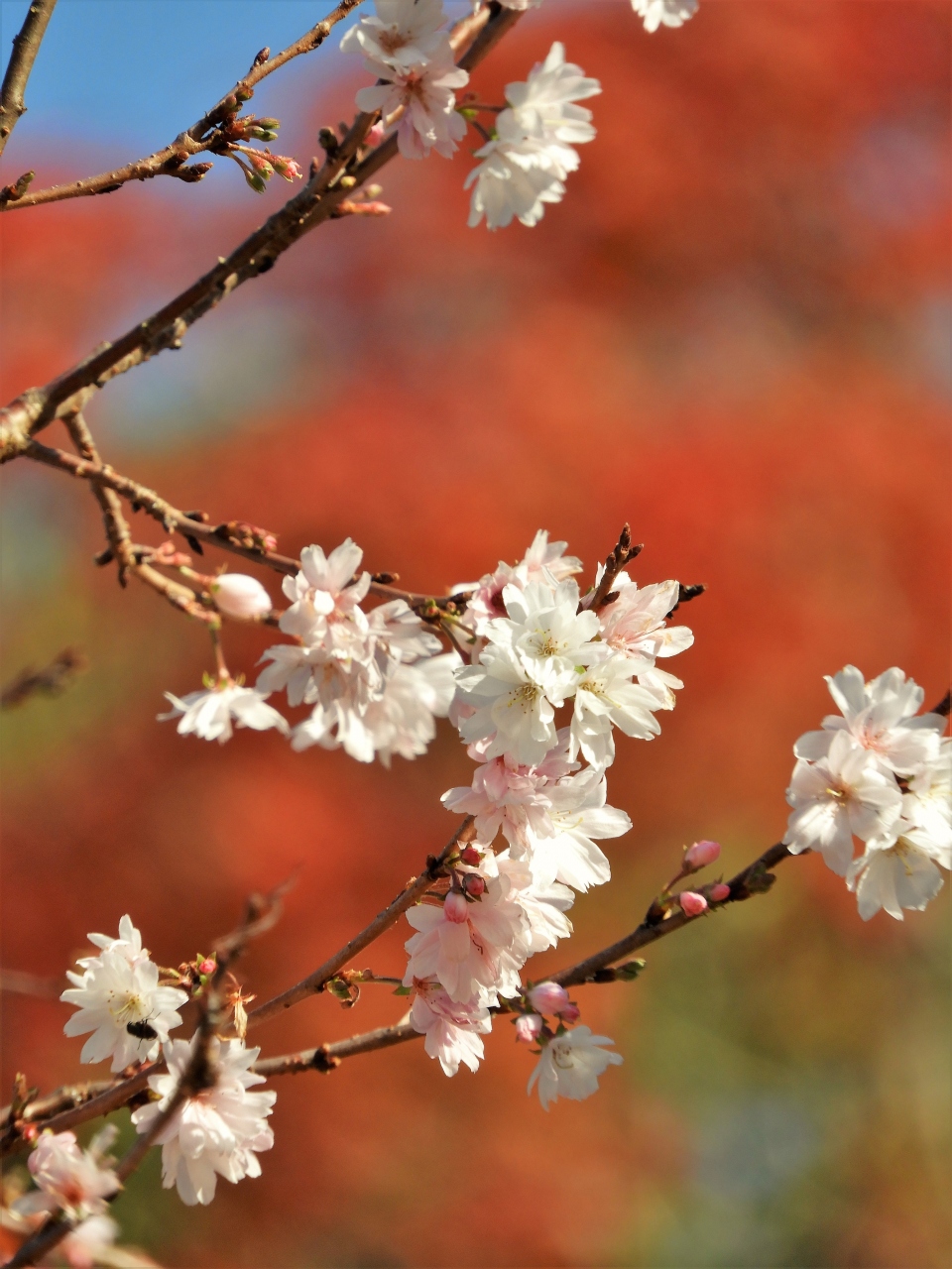 鮮やかな紅葉が遊歩道を包み込む須磨離宮公園 須磨 兵庫県 の旅行記 ブログ By Ohchanさん フォートラベル