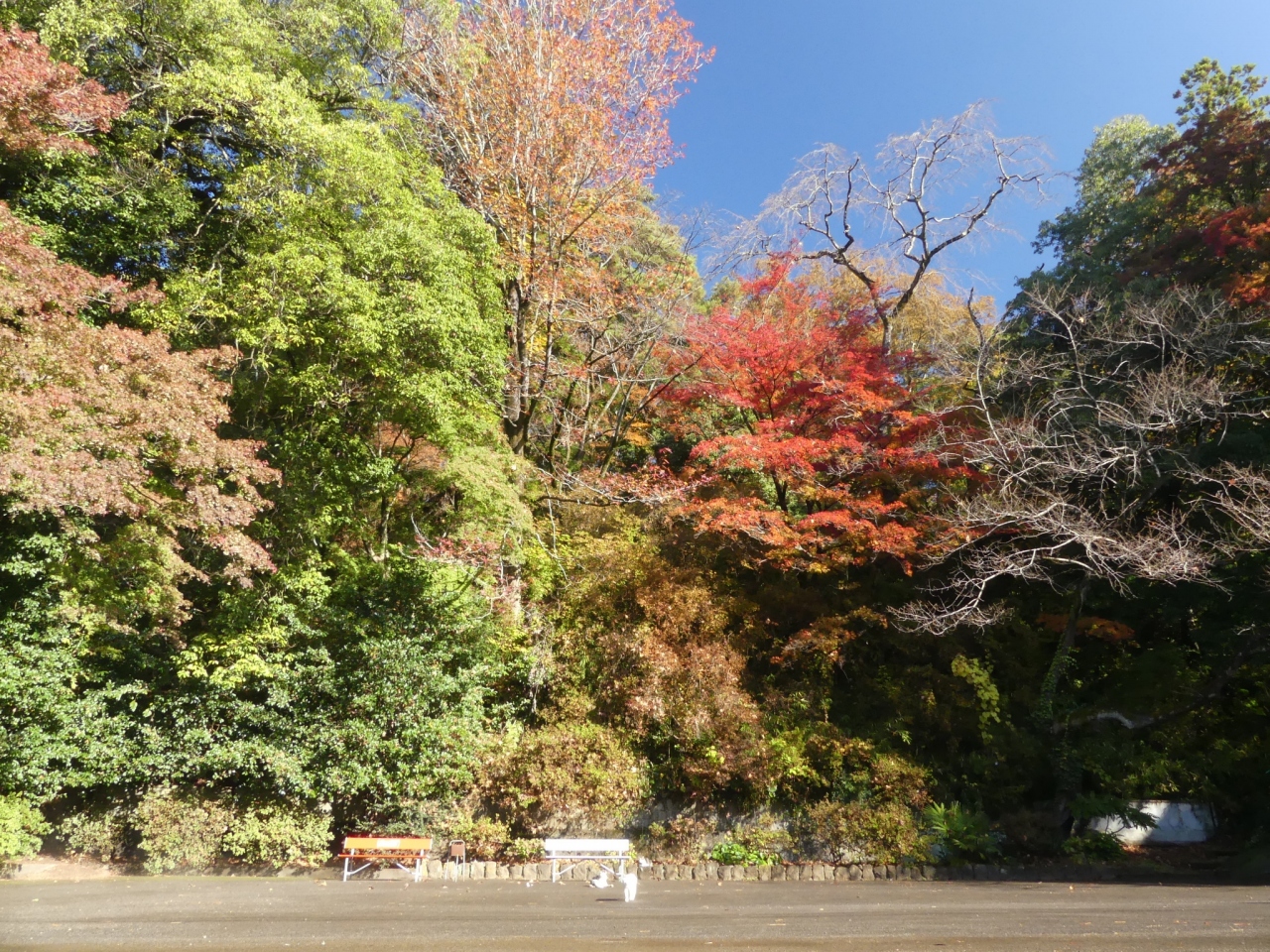 唐沢山城跡 の紅葉 19 1 １１月１９日は 一部色づいているが ほとんど 栃木県 佐野市 佐野 栃木県 の旅行記 ブログ By Minamicazeさん フォートラベル