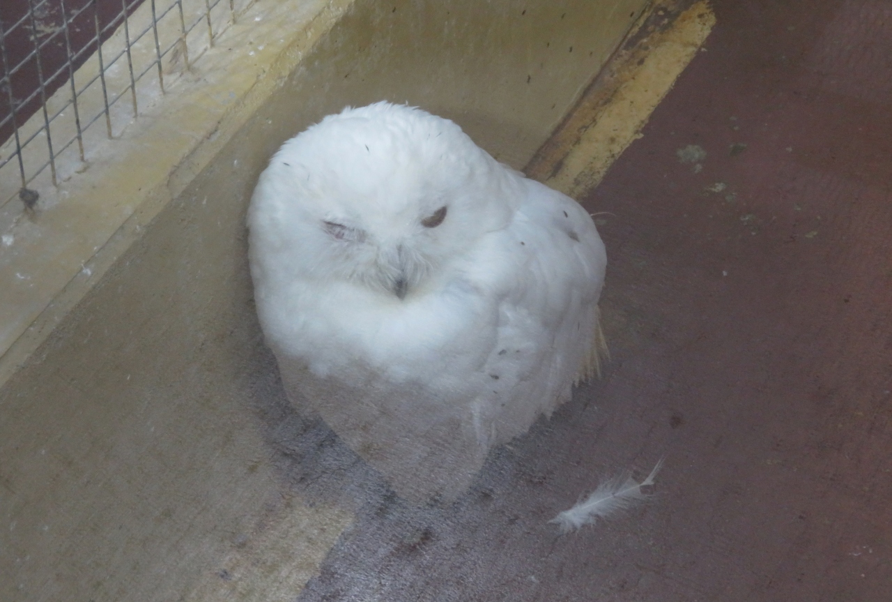 19秋 掛川城と掛川花鳥園 3 6 10月23日 3 掛川花鳥園 2 アカスズメフクロウ オナガフクロウ シロフクロウ 掛川 静岡県 の旅行記 ブログ By 旅人のくまさんさん フォートラベル