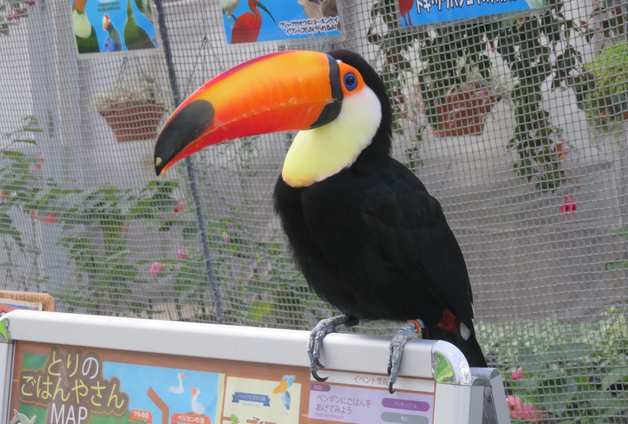 19秋 掛川城と掛川花鳥園 4 6 10月23日 4 掛川花鳥園 3 ケープペンギン フラミンゴ オニオオハシ 孔雀 掛川 静岡県 の旅行記 ブログ By 旅人のくまさんさん フォートラベル
