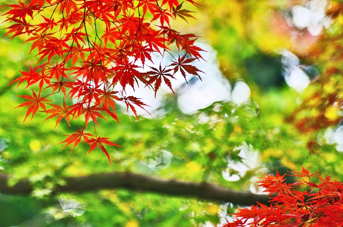 19紅葉 近江の隠れた紅葉名所 胡宮神社 10 湖東三山 多賀 東近江 滋賀県 の旅行記 ブログ By 風に吹かれて旅人さん フォートラベル