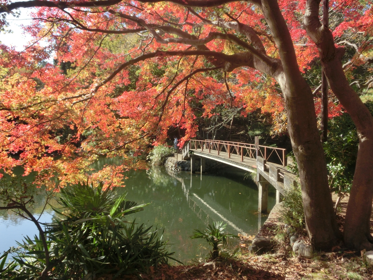 秦野 震生湖の紅葉 19 秦野 松田 足柄 神奈川県 の旅行記 ブログ By あんみつ姫さん フォートラベル 秦野 震生湖の紅葉 19 秦野 松田 足柄 神奈川県 の旅行記 ブログ By あんみつ姫さん フォートラベル