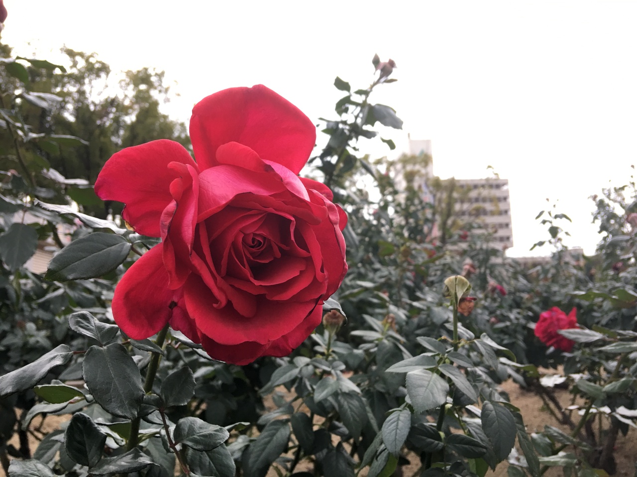 広島 冬のバラ公園とフレンチトースト 福山 広島県 の旅行記 ブログ By ゆきさん フォートラベル