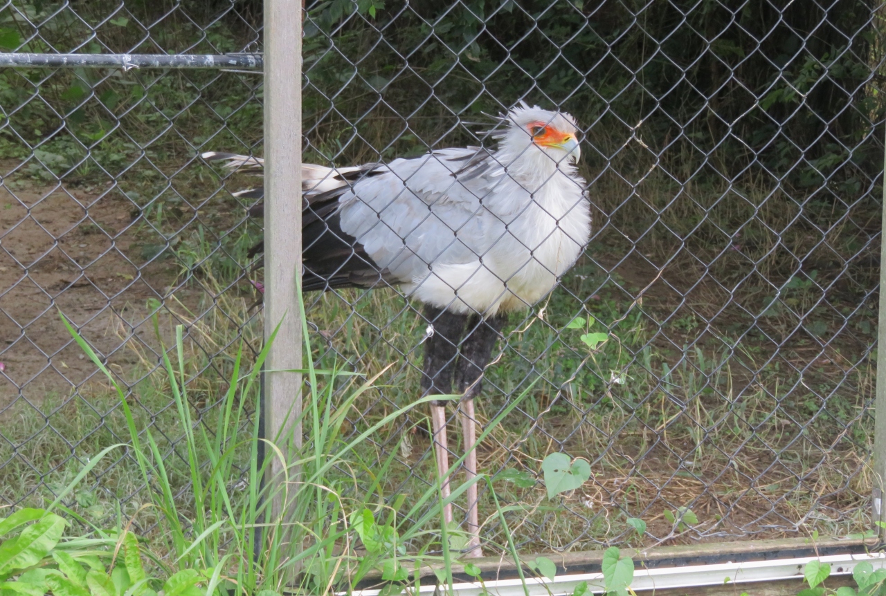 19秋 掛川城と掛川花鳥園 5 6 10月23日 5 掛川花鳥園 4 エミュー ヘビクイワシ アンデスカラカラ ヒメコンドル 掛川 静岡県 の旅行記 ブログ By 旅人のくまさんさん フォートラベル