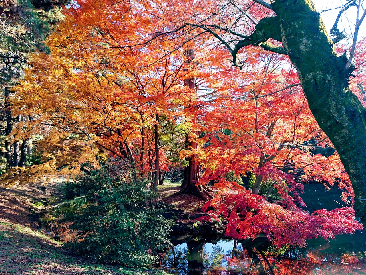 晩秋の新宿御苑の紅葉 新宿 東京 の旅行記 ブログ By わんこさん フォートラベル