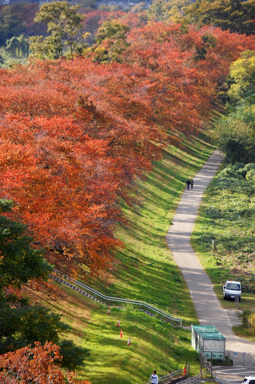 19秋の紅葉散策 京都八幡 背割堤桜並木 八幡 城陽 京都 の旅行記 ブログ By こまちゃんさん フォートラベル