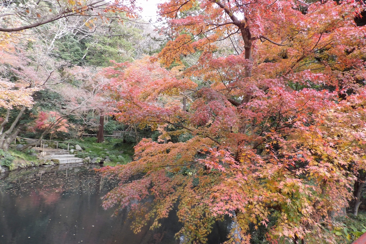 鶴岡八幡宮の紅葉は見頃 19年初冬 鎌倉 神奈川県 の旅行記 ブログ By ドクターキムルさん フォートラベル