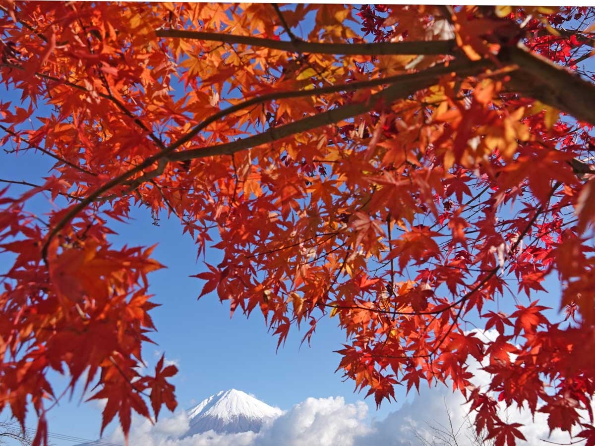 大石寺の紅葉 19 12 03 富士宮 静岡県 の旅行記 ブログ By てんとう虫さん フォートラベル