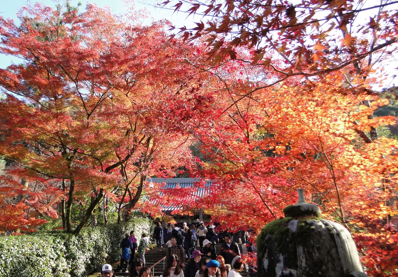 19秋 紅葉の永観堂と京都市動物園 東山 祇園 北白川 京都 の旅行記 ブログ By Yamasimaさん フォートラベル