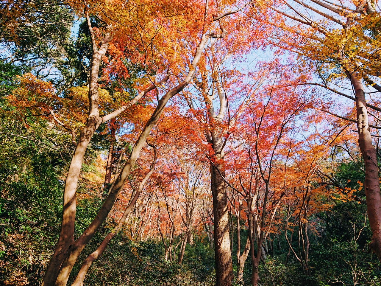 紅葉の鎌倉獅子舞ヶ谷ハイキングとラッテリアベベ鎌倉のおしゃれランチ 鎌倉 神奈川県 の旅行記 ブログ By わんこさん フォートラベル 紅葉の鎌倉獅子舞ヶ谷ハイキングとラッテリアベベ鎌倉のおしゃれランチ 鎌倉 神奈川県 の旅行記 ブログ By わんこさん フォートラベル