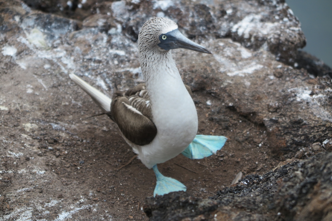 ガラパゴス諸島 イザベラ島のロスチュレネスでシュノーケル 19エクアドル４ ガラパゴス エクアドル の旅行記 ブログ By 小春日和さん フォートラベル