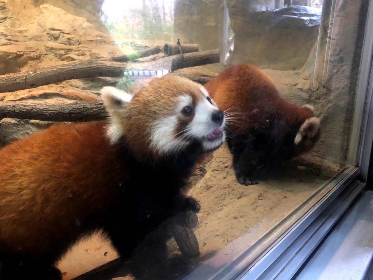 多摩動物公園 時を越えて メイファの名を持つパンダに再び会えた日 シンファちゃん初めまして 日野 昭島 東京 の旅行記 ブログ By Jilllucaさん フォートラベル