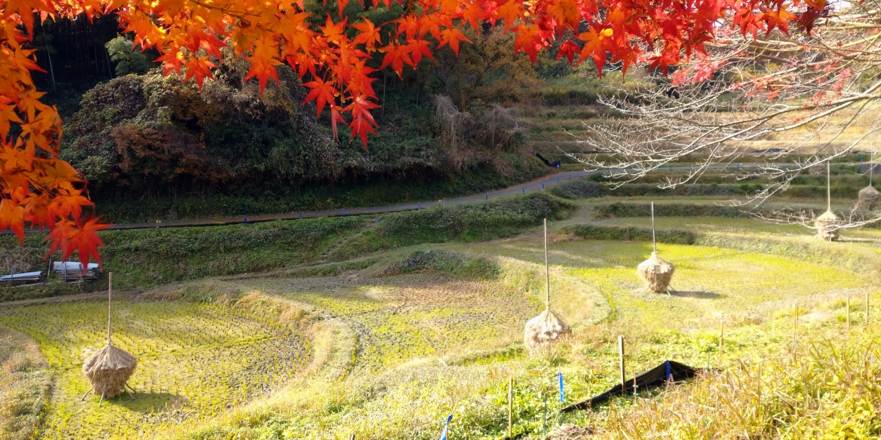 癒しの風景 明日香村 稲渕棚田 飛鳥 奈良県 の旅行記 ブログ By マツーさん フォートラベル 癒しの風景 明日香村 稲渕棚田 飛鳥 奈良県 の旅行記 ブログ By マツーさん フォートラベル