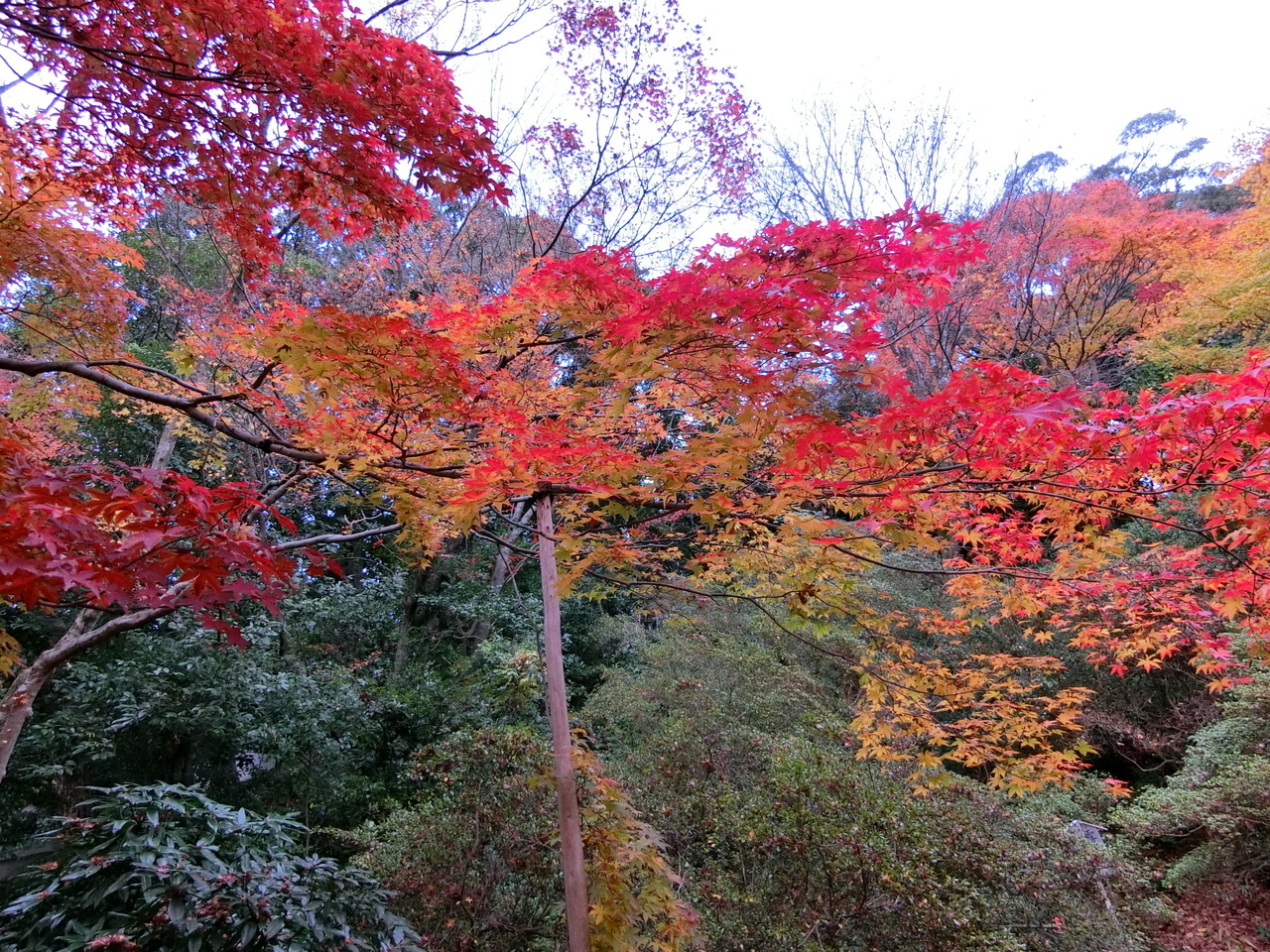 19年12月 紅葉の京都 青蓮院門跡 二条 烏丸 河原町 京都 の旅行記 ブログ By Miyajima95さん フォートラベル 19年12月 紅葉の京都 青蓮院門跡 二条 烏丸 河原町 京都 の旅行記 ブログ By Miyajima95さん フォートラベル