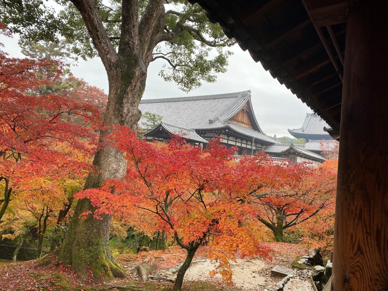 東福寺 仁和寺 下賀茂神社 岩倉実相院 南禅寺 京都5つの紅葉 京都の旅行記 ブログ By Sawadaさん フォートラベル