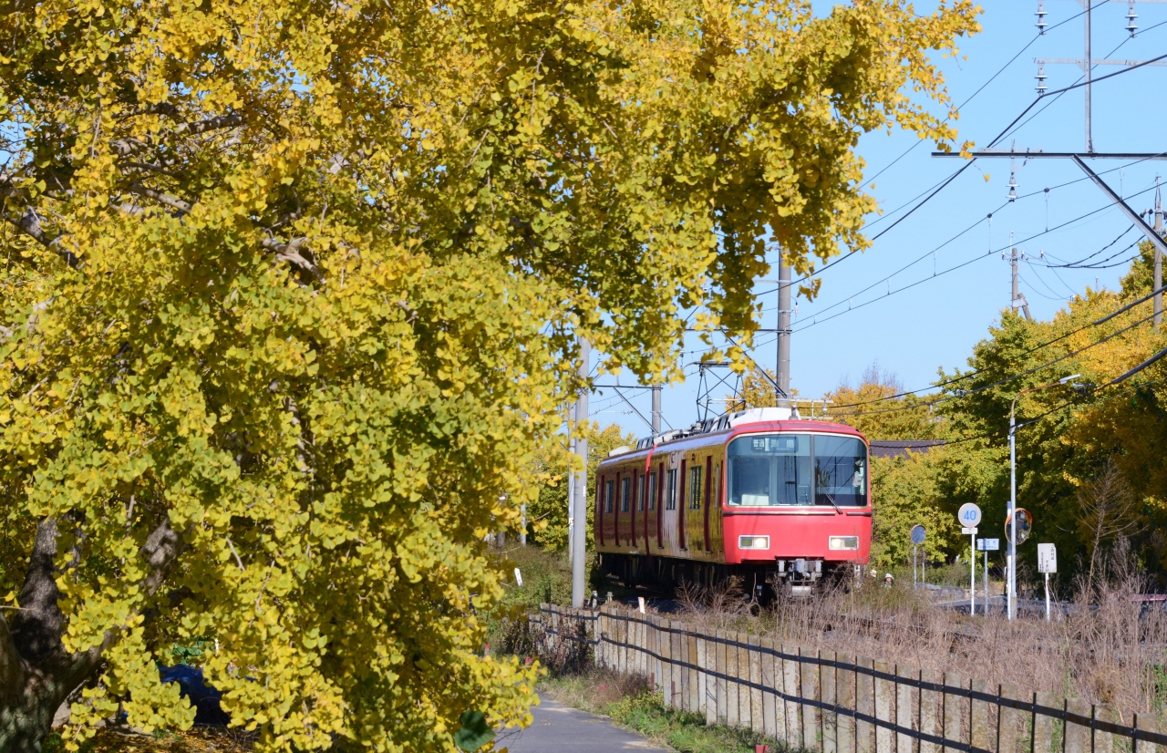 祖父江町のイチョウ 稲沢 清須 愛知県 の旅行記 ブログ By Punchmsさん フォートラベル 祖父江町のイチョウ 稲沢 清須 愛知県 の旅行記 ブログ By Punchmsさん フォートラベル