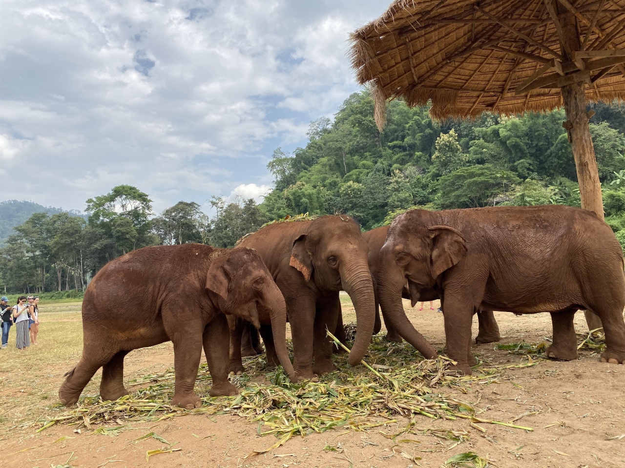 タイの自然を満喫 アクティビティ盛り沢山の旅 その１ エレファントネイチャーパーク チェンマイ タイ の旅行記 ブログ By Wrabbitさん フォートラベル