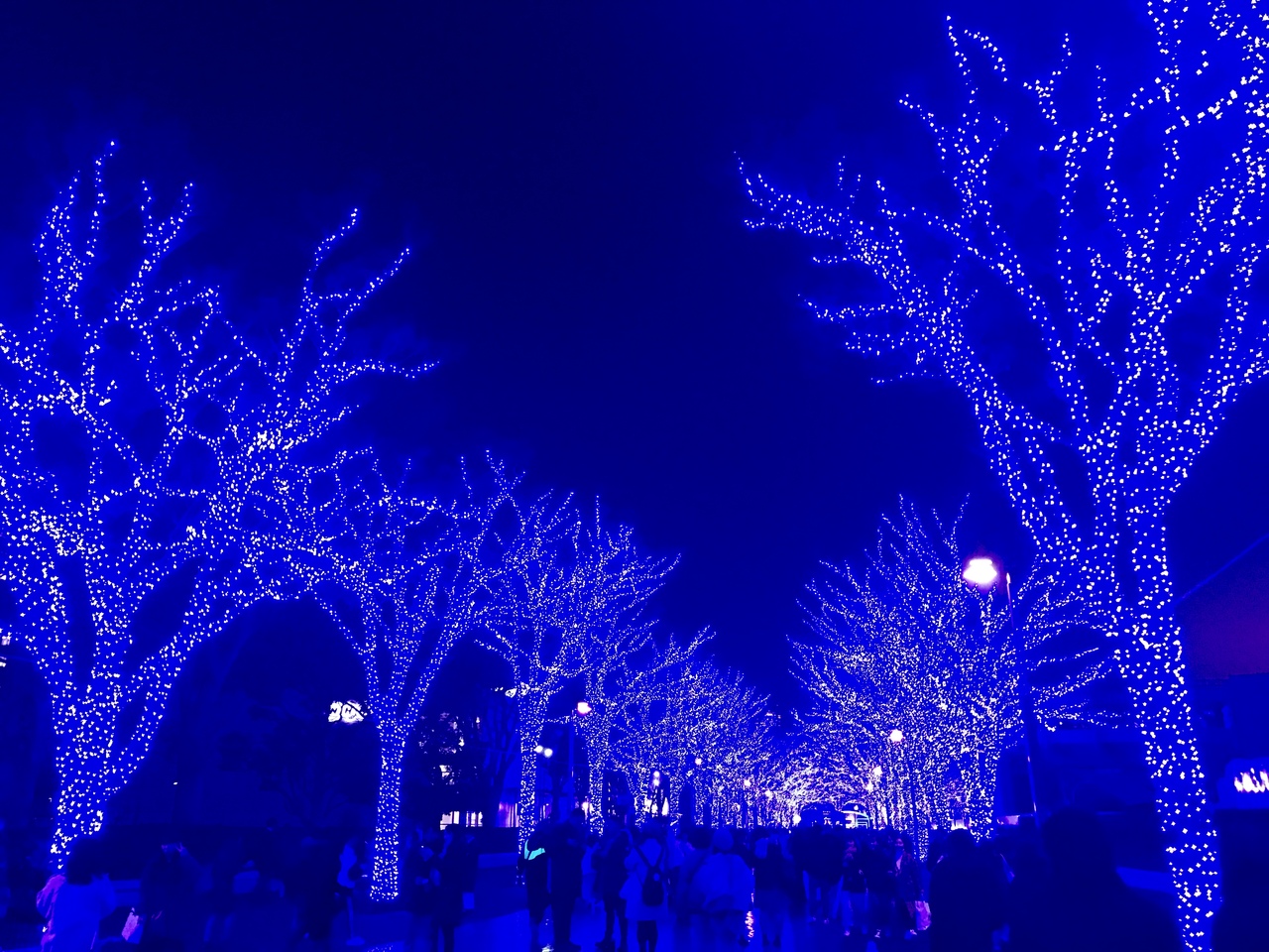19年12月 イルミネーション 青の洞窟と東京タワー 新宿サザンテラス 渋谷 東京 の旅行記 ブログ By Wiruさん フォートラベル