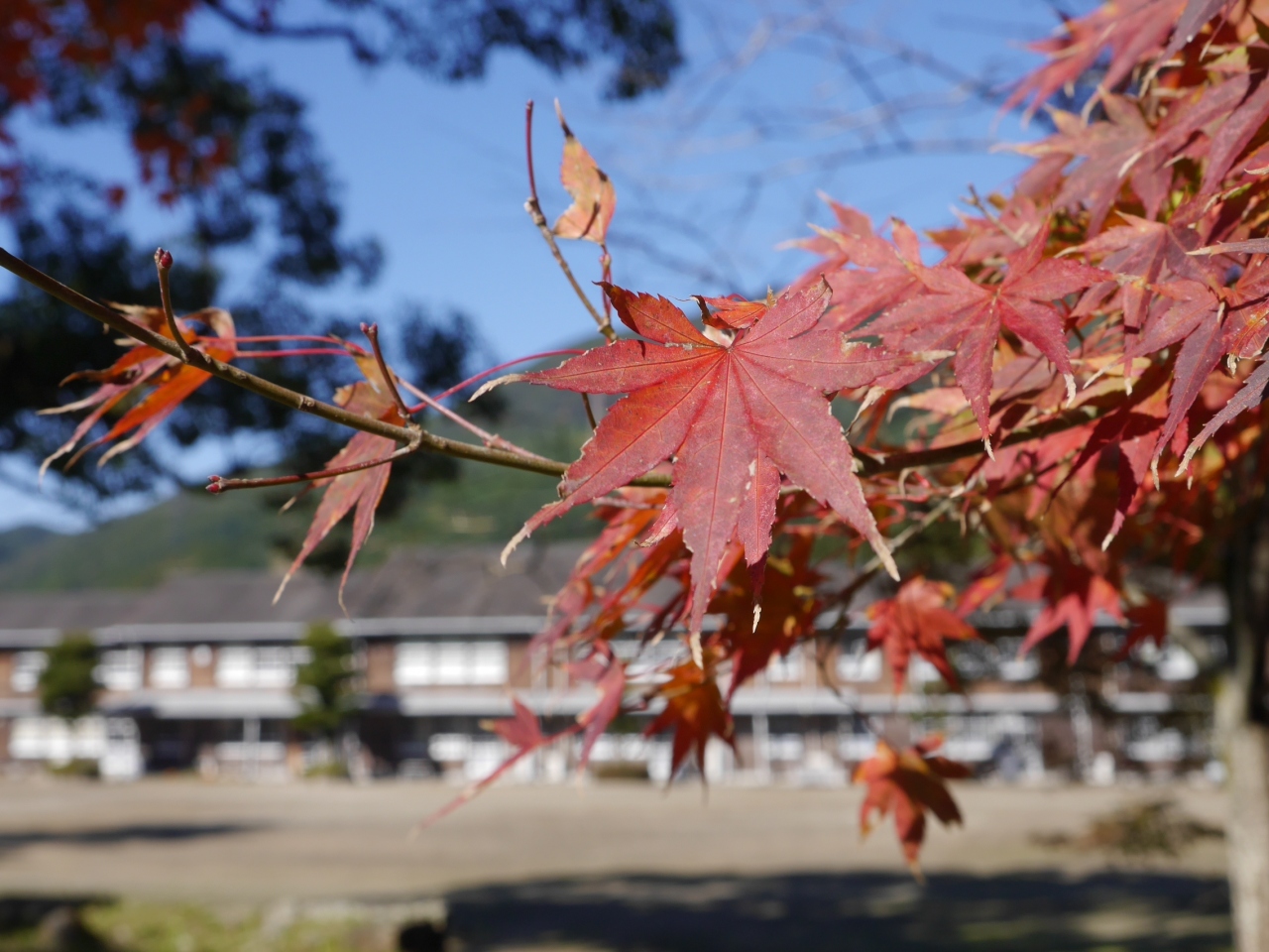 筑前の小京都 秋月城跡の紅葉 浮羽稲荷 調音の滝 三連水車 朝倉 甘木 小郡 福岡県 の旅行記 ブログ By Rinrinさん フォートラベル