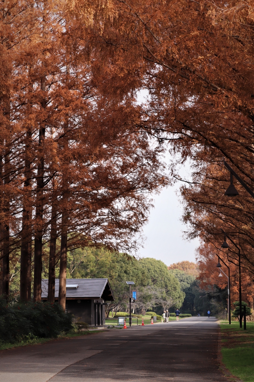 都立水元公園 メタセコイアの紅葉森を楽しむ 東京の旅行記 ブログ By Rockyさん フォートラベル
