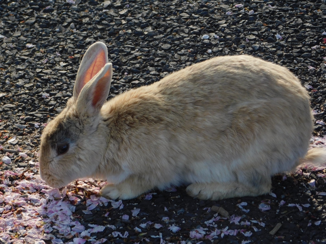 白市駅のツバメさん 大久野島のウサギさん 三原 広島県 の旅行記 ブログ By アヒルのつばささん フォートラベル 白市駅のツバメさん 大久野島のウサギさん 三原 広島県 の旅行記 ブログ By アヒルのつばささん フォートラベル