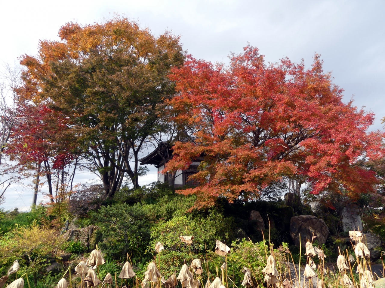 常楽寺 の紅葉 19 11月25日 わずかに残ってはいましたが 見頃は過ぎていました 群馬県 太田市 太田 群馬県 の旅行記 ブログ By Minamicazeさん フォートラベル 常楽寺 の紅葉 19 11月25日 わずかに残ってはいましたが 見頃は過ぎていました 群馬県 太田市 太田 群馬県 の旅行記 ブログ By Minamicazeさん フォートラベル