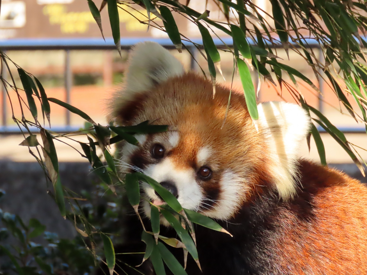 九十九島動植物園森きらら 長崎バイオパーク あけましておめでとう 年のレサパン初めは森きららと長崎バイオのハシゴです 佐世保 長崎県 の旅行記 ブログ By Jilllucaさん フォートラベル