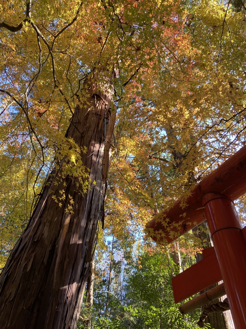 嵐山のライトアップ 京都の旅行記 ブログ By あるぱかさん フォートラベル 嵐山のライトアップ 京都の旅行記 ブログ By あるぱかさん フォートラベル