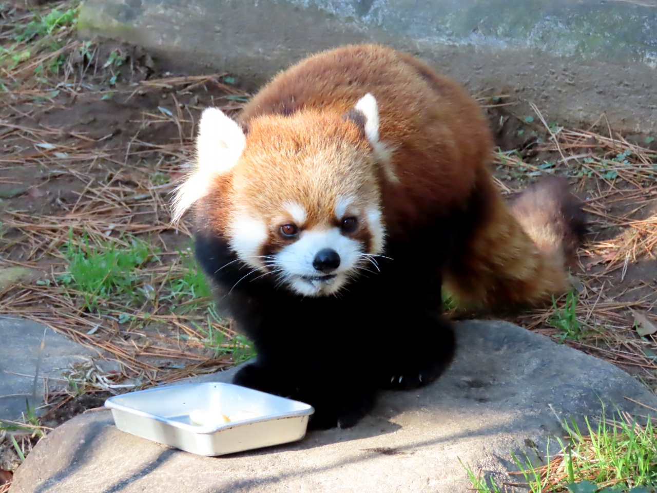 宮崎市フェニックス自然動物園 新天地・宮崎での活躍が期待されるカフェ君・・・超イケパン同士のトレードのせいか違和感なし!!