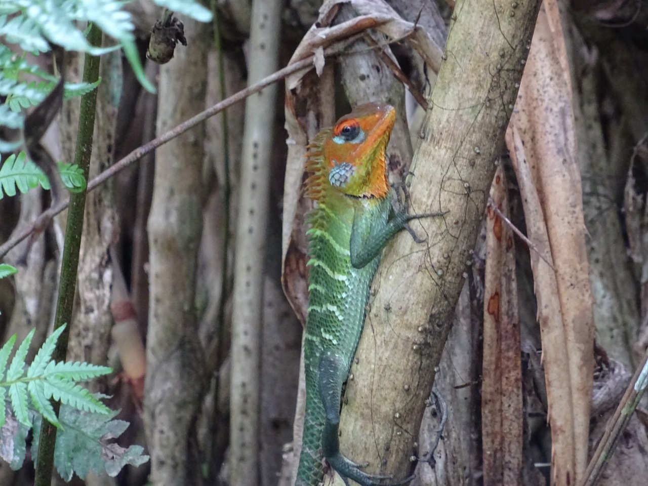 シンハラジャ森林保護区の昆虫 爬虫類パラダイス ヒッカドゥワ スリランカ の旅行記 ブログ By A Kiさん フォートラベル シンハラジャ森林保護区の昆虫 爬虫類パラダイス ヒッカドゥワ スリランカ の旅行記 ブログ By A Kiさん フォートラベル