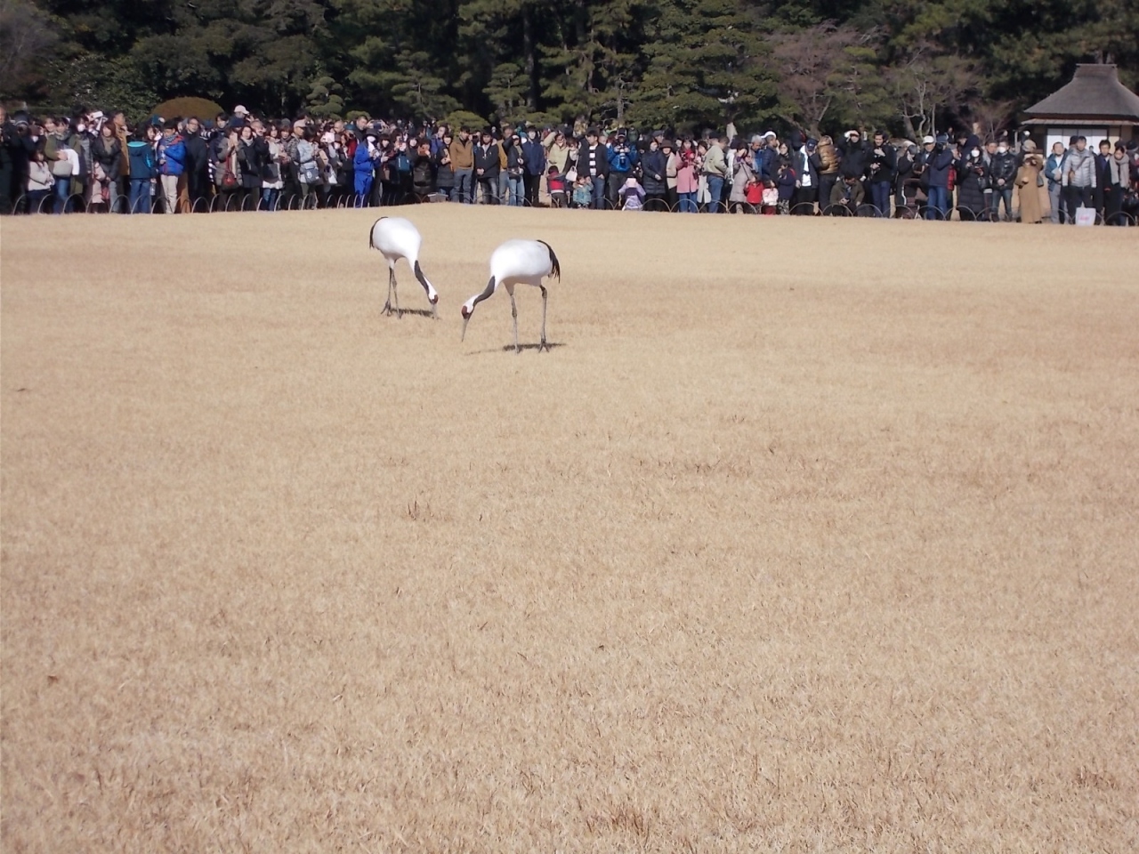 岡山後楽園 新春のタンチョウヅル放鳥 岡山市 岡山県 の旅行記 ブログ By 岳人28号さん フォートラベル