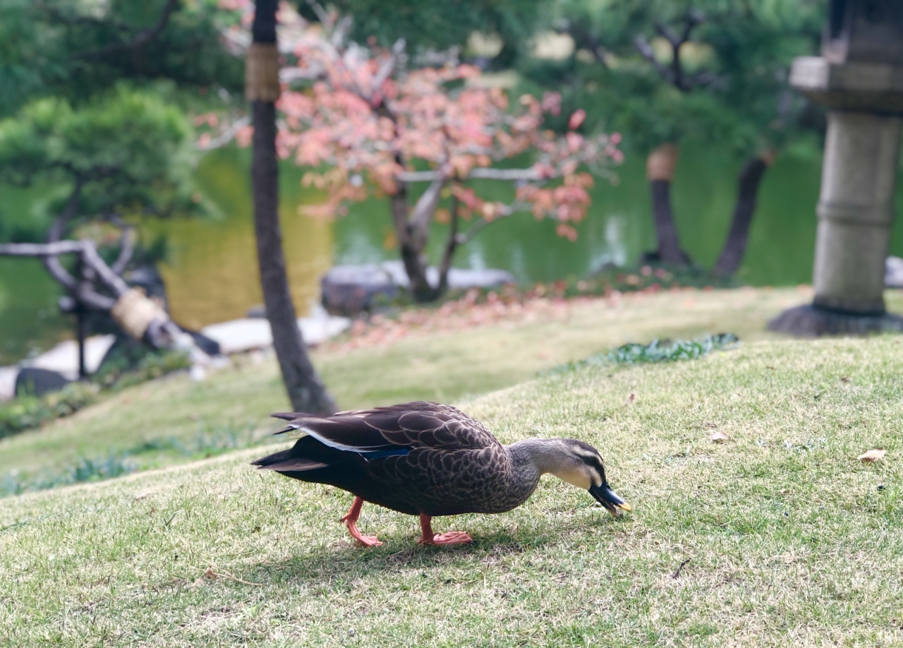 清澄白河ひとり散歩 木場 東陽町 清澄 東京 の旅行記 ブログ By のいさん フォートラベル