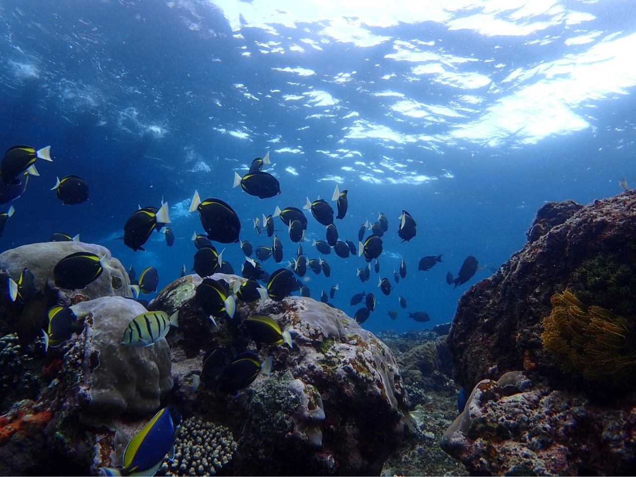 レンボンガン島でシュノーケリングツアー バリ島 インドネシア の旅行記 ブログ By えりおさん フォートラベル