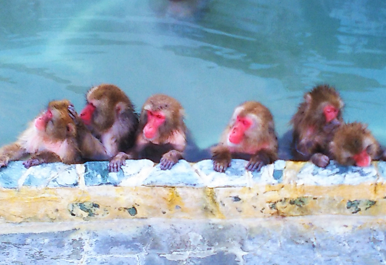 函館ちょい寄り 夜の五稜郭タワーと函館市熱帯植物園 おサルも温泉 ビバ ノンノン 函館 北海道 の旅行記 ブログ By Akepi48さん フォートラベル