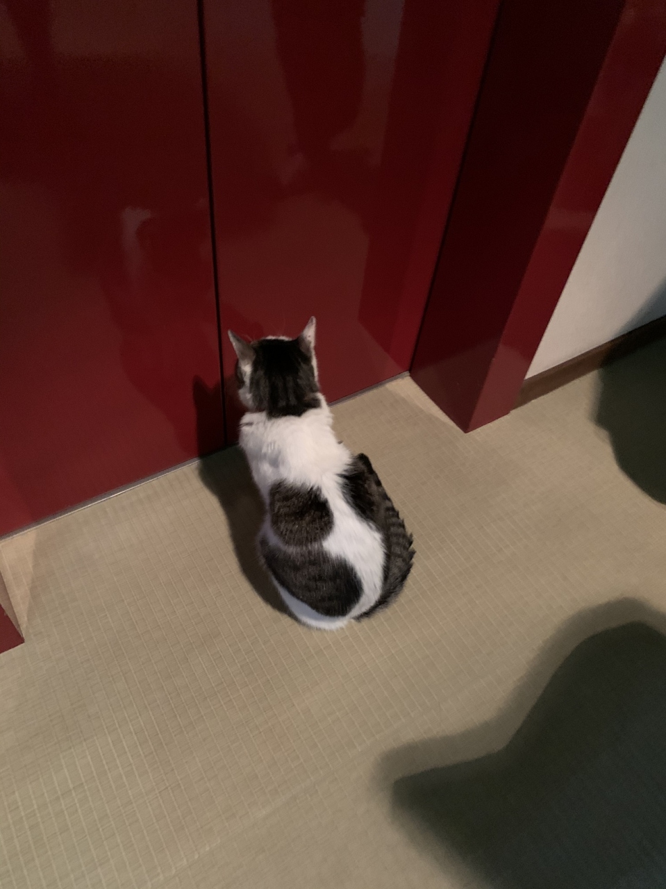 猫のいる旅館 草津温泉の旅 草津温泉 群馬県 の旅行記 ブログ By Yusakuさん フォートラベル