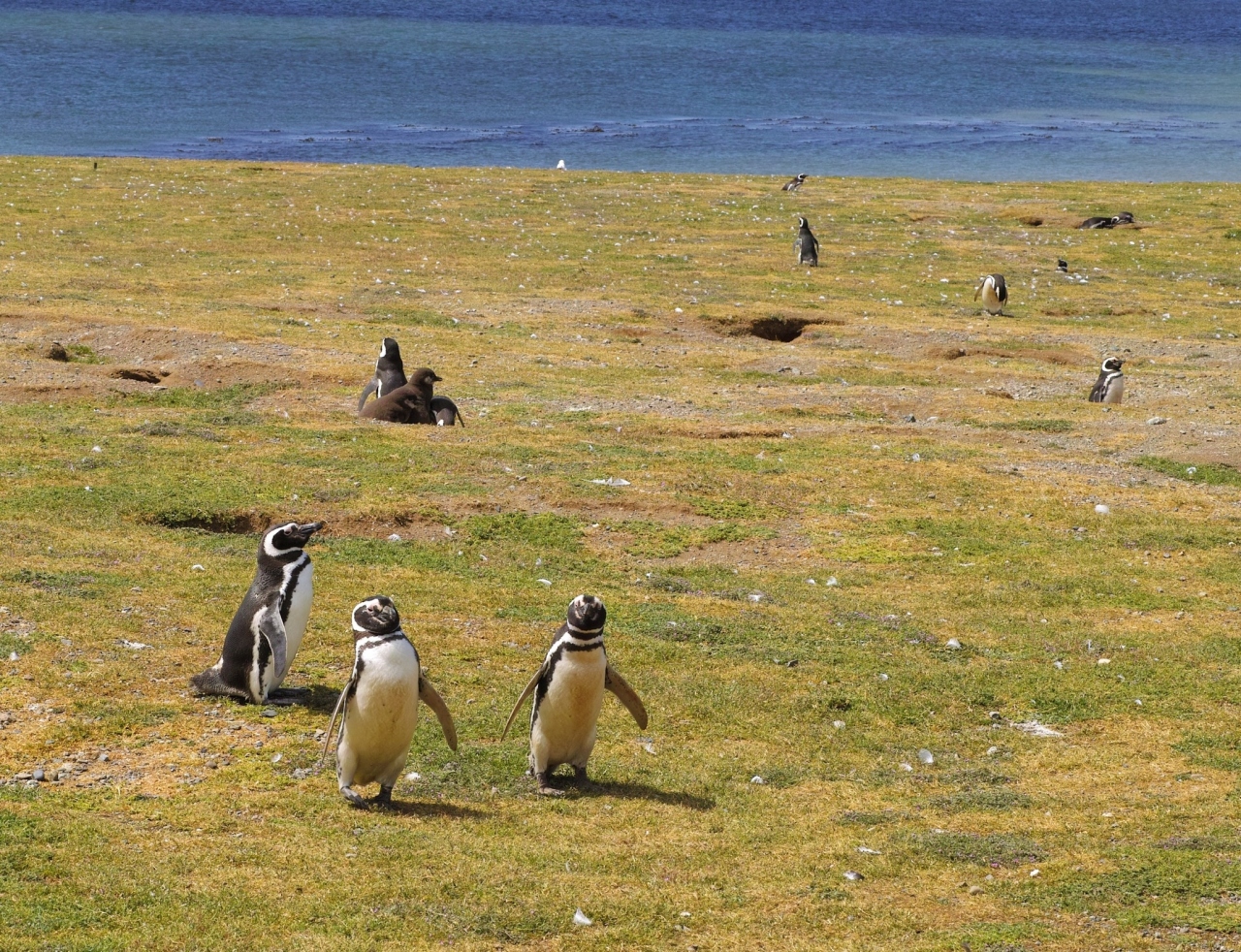 会心の晴れ続き パタゴニア ペンギンの島 マグダレナ島 プンタ アレーナス チリ の旅行記 ブログ By Banbangy Syokoraさん フォートラベル