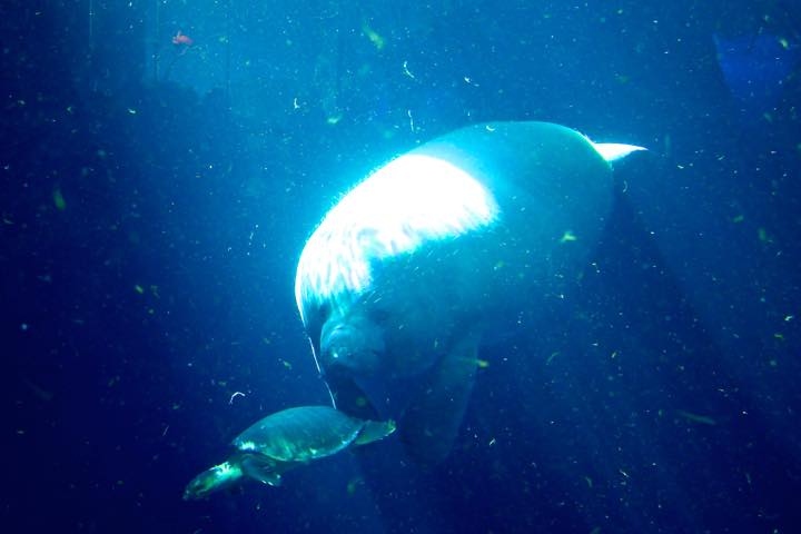 19年冬休旅行3日目 小学校修学旅行以来の 鳥羽水族館 伊勢神宮 なばなの里 神戸居留地 実家でスポーツ Usj 8泊10日 家族で 鳥羽 三重県 の旅行記 ブログ By 働きマンさん フォートラベル 19年冬休旅行3日目 小学校修学旅行以来の 鳥羽水族館 伊勢神宮 なばなの里 神戸居留地 実家でスポーツ Usj 8泊10日 家族で 鳥羽 三重県 の旅行記 ブログ By 働きマンさん フォートラベル