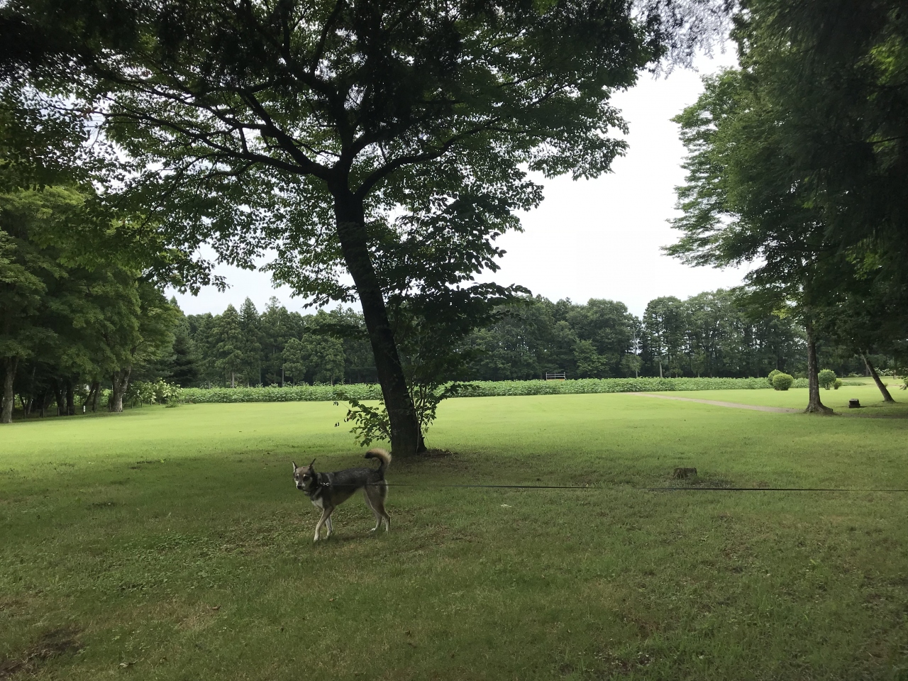 犬旅 那須高原 1 2日目 那須 栃木県 の旅行記 ブログ By 悠さん フォートラベル 犬旅 那須高原 1 2日目 那須 栃木県 の旅行記 ブログ By 悠さん フォートラベル
