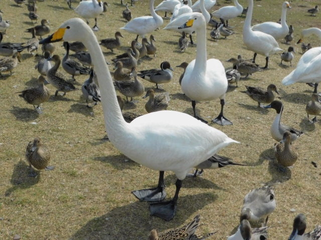 お腹がいっぱいになると羽繕いを始めるクッチャロ湖のハクチョウさん 浜頓別 猿払 北海道 の旅行記 ブログ By アヒルのつばささん フォートラベル お腹がいっぱいになると羽繕いを始めるクッチャロ湖のハクチョウさん 浜頓別 猿払 北海道 の旅行記 ブログ By アヒルのつばささん フォートラベル