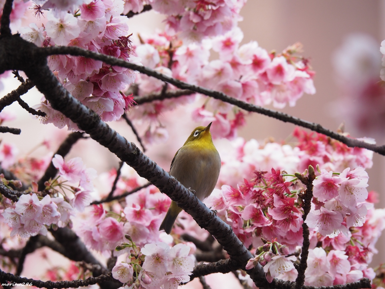 日本一早咲きの あたみ桜 第10回糸川桜まつり 熱海 静岡県 の旅行記 ブログ By Morino296さん フォートラベル