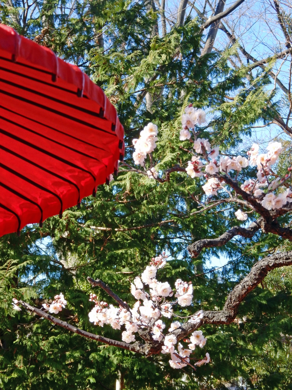 梅が咲いた向島百花園 亀戸 東京 の旅行記 ブログ By サニーライフ平井さん フォートラベル 梅が咲いた向島百花園 亀戸 東京 の旅行記 ブログ By サニーライフ平井さん フォートラベル