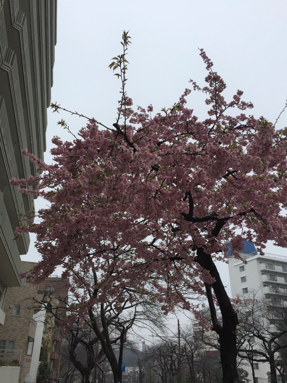 冬の東京をぶらぶら ２月 東京の旅行記 ブログ By Jy さん フォートラベル