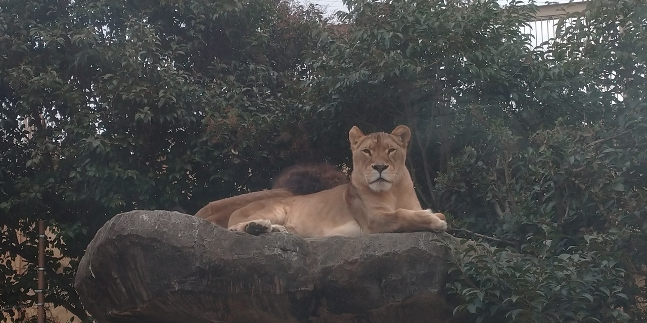 1 三連休の間に母娘で東武動物公園に行ってみた 蓮田 白岡 埼玉県 の旅行記 ブログ By ズボラ人さん フォートラベル 1 三連休の間に母娘で東武動物公園に行ってみた 蓮田 白岡 埼玉県 の旅行記 ブログ By ズボラ人さん フォートラベル